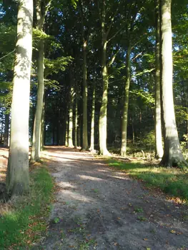 Vagevuurbos en Lippensgoed-Bulskampveld (België)